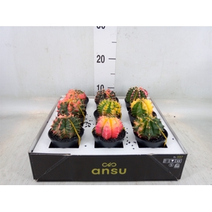 Gymnocalycium mihanov. 'Japan'  mix