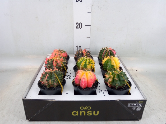 <h4>Gymnocalycium mihanov. 'Japan'  mix</h4>
