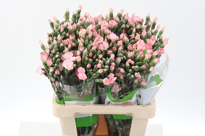 <h4>Di Solomio Cas Funza X20</h4>