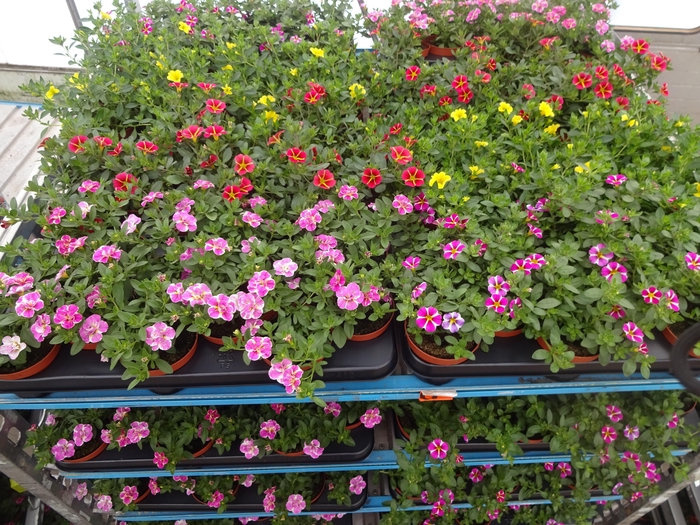 <h4>PET MINIFAMOUS MIXK</h4>