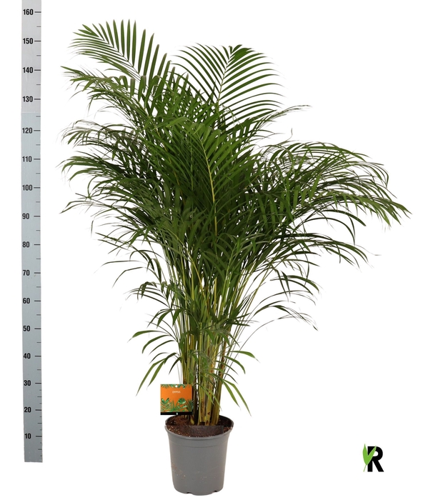 <h4>DYPSIS LUTESCENS</h4>