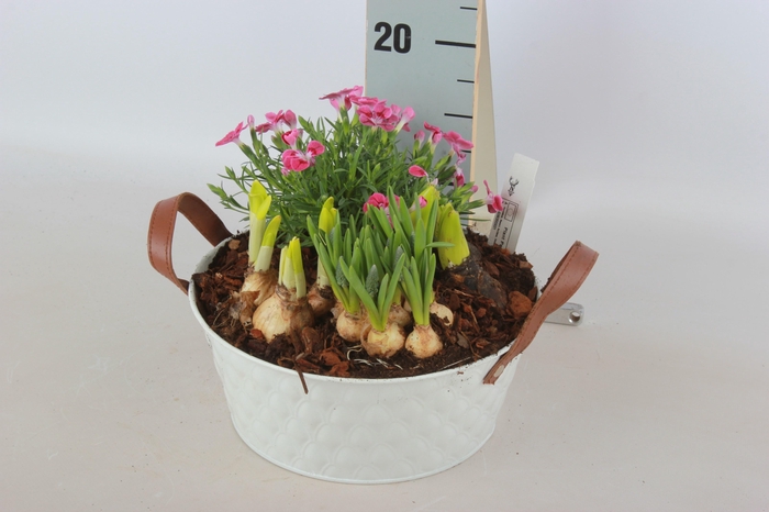 <h4>ARR TUINPLANTEN</h4>