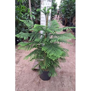 Araucaria toef 130