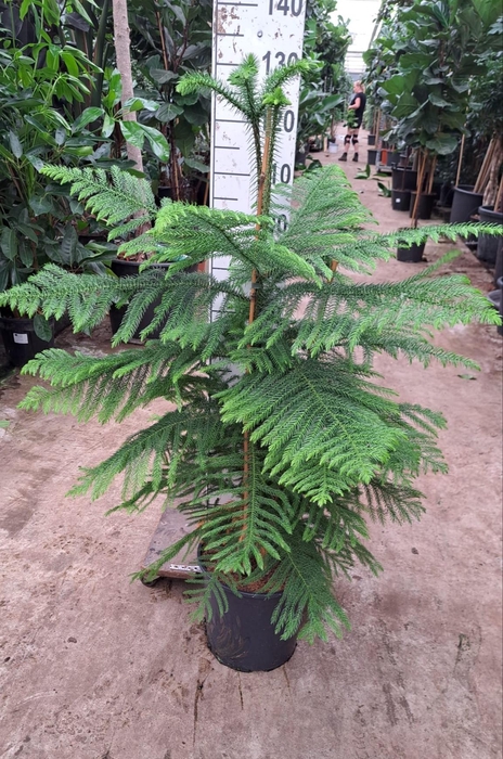 <h4>Araucaria toef 130</h4>