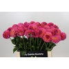 Dahlia Barbados