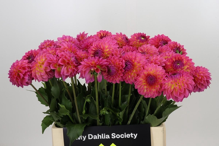 Dahlia Barbados