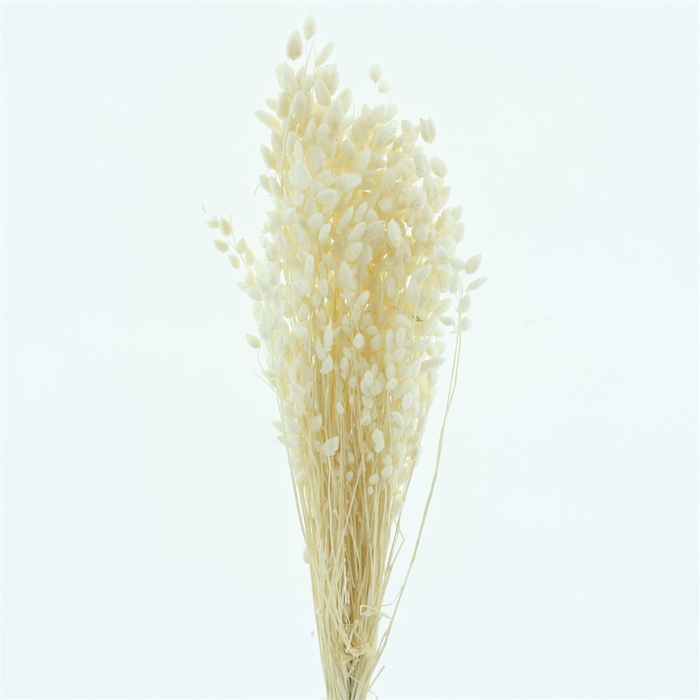 <h4>Dried Briza Maxima Bleached White</h4>