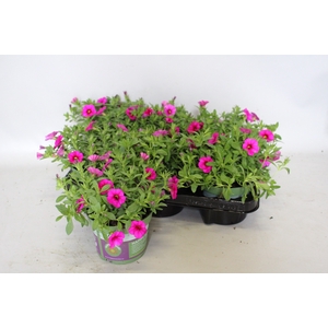Calibrachoa Neon Rose