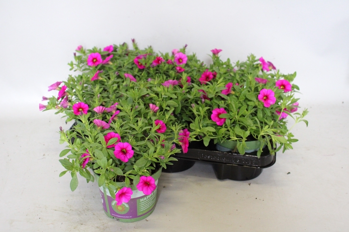 <h4>Calibrachoa Neon Rose</h4>
