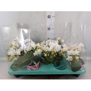 Phalaenopsis multi. 'Ant Nazare'