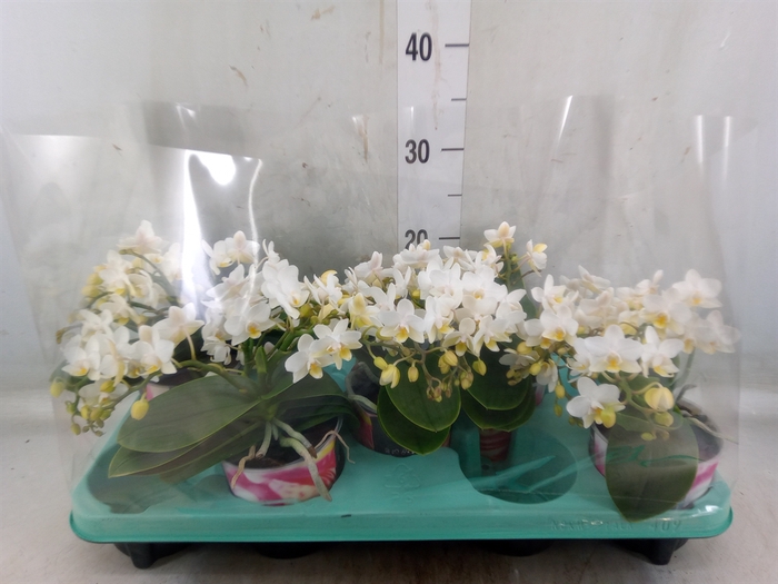 <h4>Phalaenopsis multi. 'Ant Nazare'</h4>