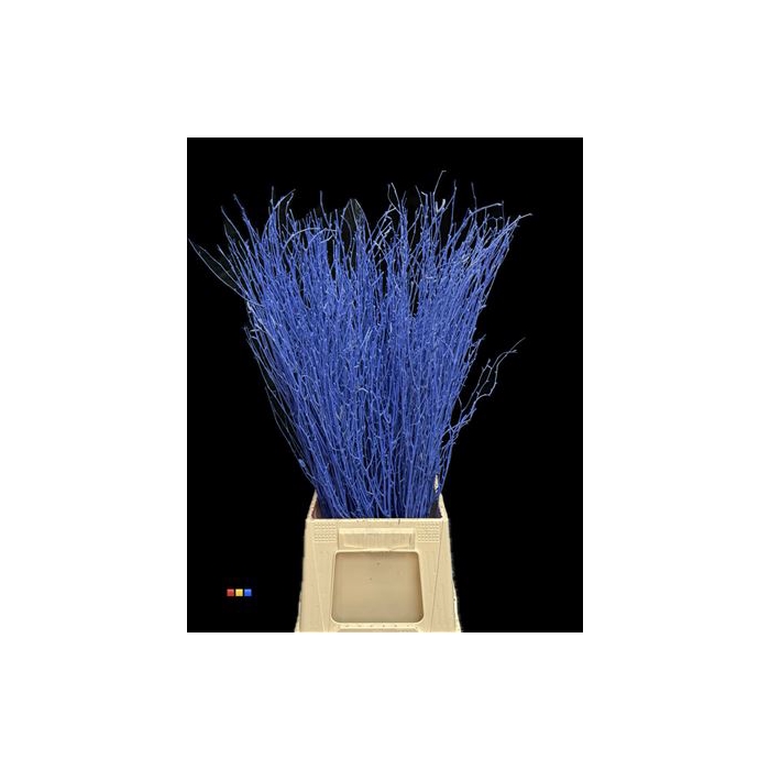 <h4>Betula / Berkentak Blue</h4>