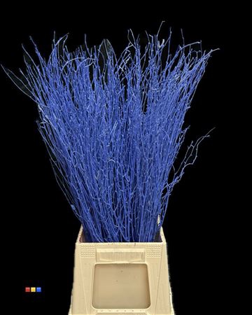 <h4>Betula / Berkentak Blue</h4>