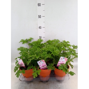 Pelargonium graveolens