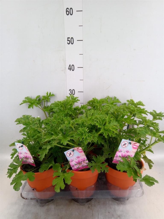 <h4>Pelargonium graveolens</h4>