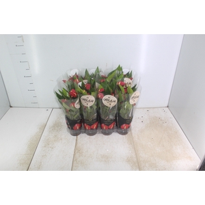 ANTHURIUM MINI MILLION FLOWERS P09