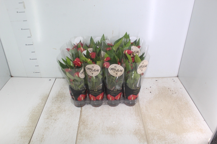 <h4>ANTHURIUM MINI MILLION FLOWERS P09</h4>