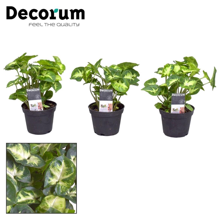 <h4>Syngonium Pixie</h4>