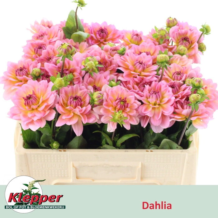 <h4>Dahlia Sebastian Klepper</h4>