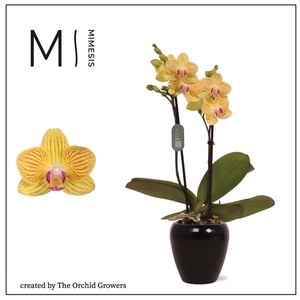 Mimesis Phal. Gold Baby - 2 spike 7cm in Martine Black ceramic