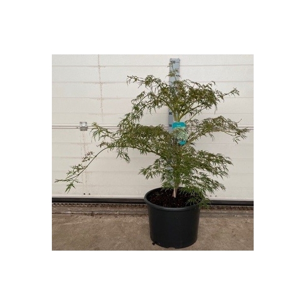 <h4>Acer palmatum 'Inaba-shidare' P38</h4>