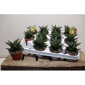 arr8 Hawo Limifolia