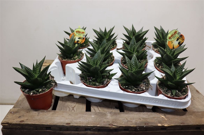 <h4>Hawo Limifolia</h4>