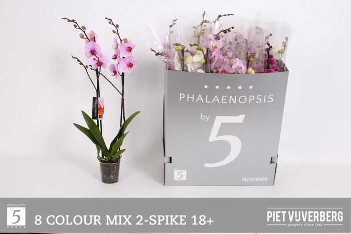 <h4>PHAL GEM 8 KL</h4>