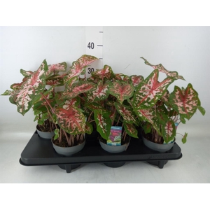 Caladium  'Carolyn Whorton'
