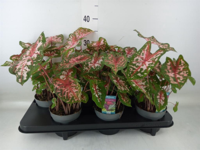 <h4>Caladium  'Carolyn Whorton'</h4>