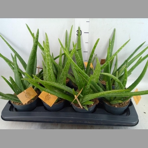 Aloe vera