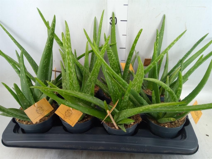 <h4>Aloe vera</h4>