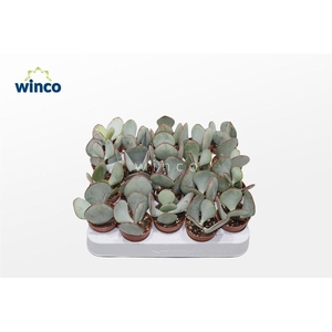 Crassula Silver Dollar