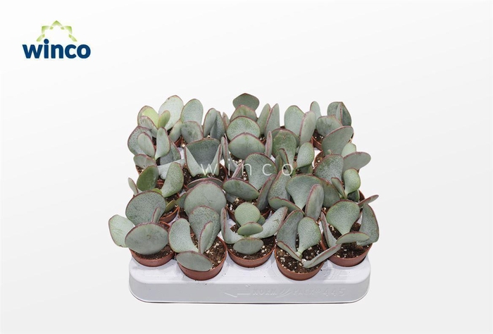 <h4>Crassula Silver Dollar</h4>