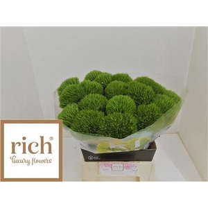 Di Barb Kiwi Mellow 40cm Ex