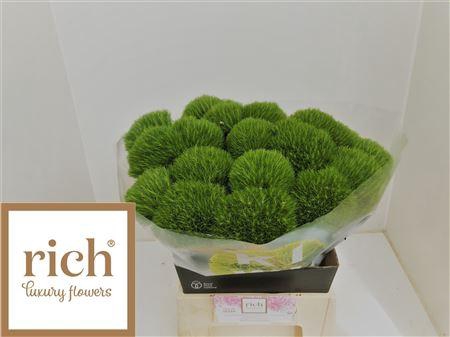 <h4>Di Barb Kiwi Mellow 40cm Ex</h4>