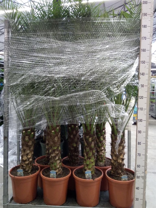 <h4>Phoenix roebelenii</h4>