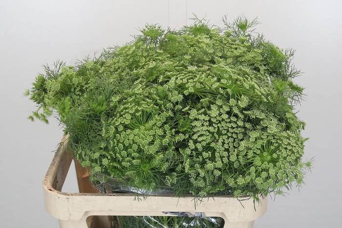 <h4>Ammi Visnaga</h4>