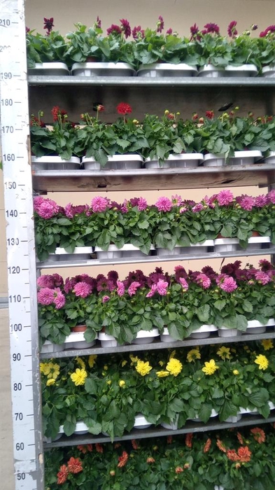 <h4>Dahlia   ...mix</h4>