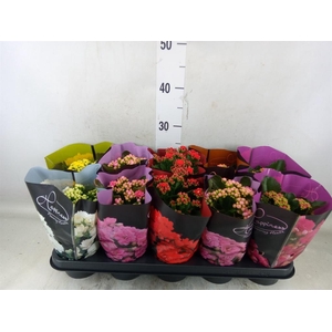 Kalanchoe blos.   ..rosebud rs fl 5