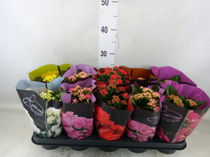 <h4>Kalanchoe blos.   ..rosebud rs fl 5</h4>