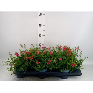 Diascia  'FlyColors Trail Red'