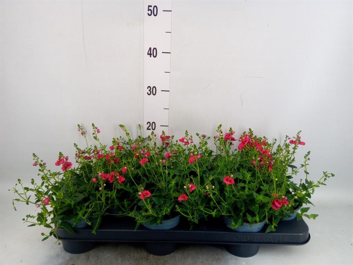 <h4>Diascia  'FlyColors Trail Red'</h4>