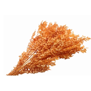 Ruscus Preserved Orange