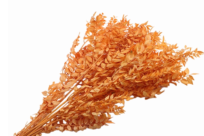 <h4>Ruscus Preserved Orange</h4>