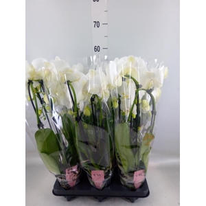 Phalaenopsis  'Elegant Cascade'