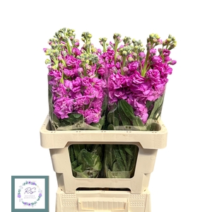 MATTH IRON ROSE PINK