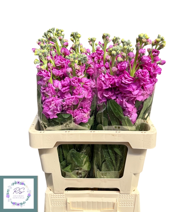 <h4>MATTH IRON ROSE PINK</h4>