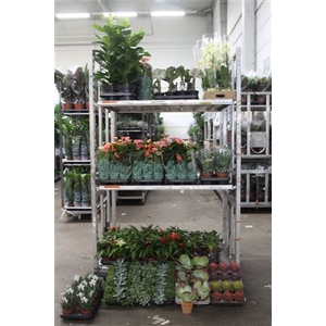 ** Aanb** Plant Mix **216x1