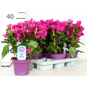 BOUGAINV VERA D P IM